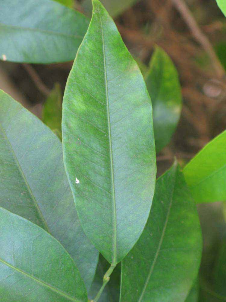            Unifoliolate leaf of  Citrus sunki            (Sunki, Riverside,   CA)   